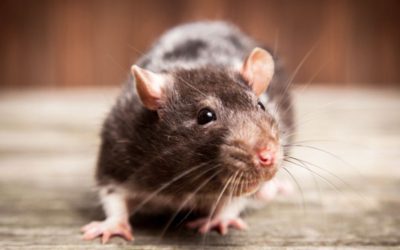 muizen bestrijden wegens rattenoverlast