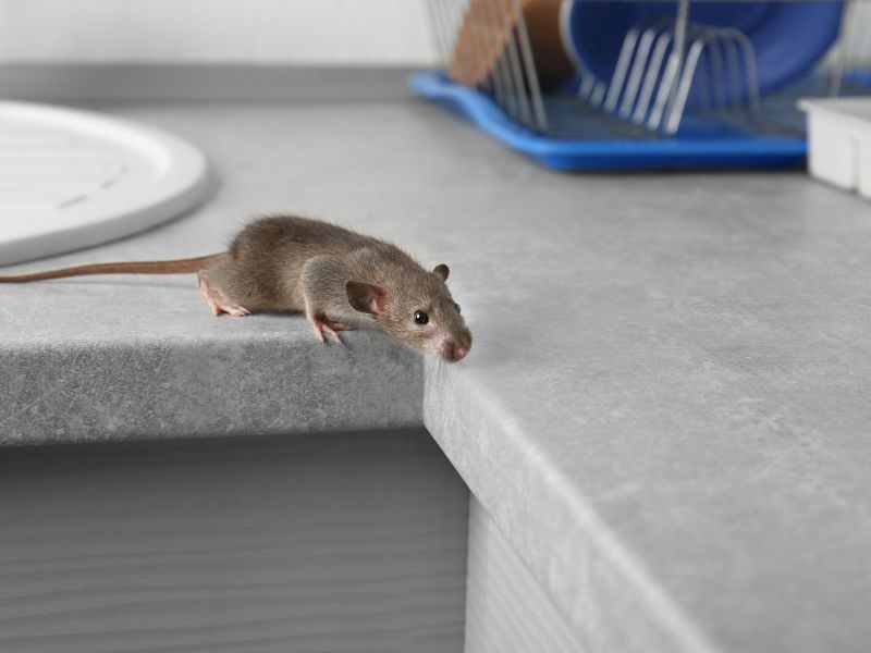 rattenbestrijding door een rattenoverlast